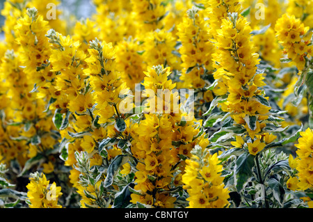 Lysimachia punctata alexander perenne fiore giallo bloom blossom racemo spike variegato foglie fogliame loosestrife Foto Stock