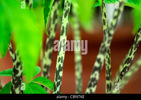 Amorphophallus titanum titan arum insolito spot maculato giovani steli Foto Stock