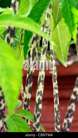 Amorphophallus titanum titan arum insolito spot maculato giovani steli Foto Stock