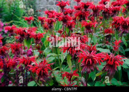 Monarda cambridge bergamotto fiore rosso scarlatto estate closeup ritratti di impianto di messa a fuoco selettiva di piante perenni beeebalm bergamots Foto Stock