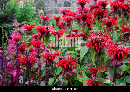 Monarda cambridge bergamotto fiore rosso scarlatto estate closeup ritratti di impianto di messa a fuoco selettiva di piante perenni beeebalm bergamots bee Foto Stock