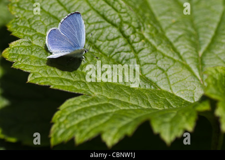 Holly Blue Butterfly - Celastrina argiolus - appoggiata nella luce del sole sulla foglia verde Foto Stock