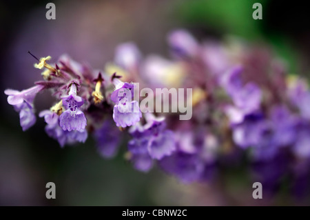 Nepeta x faassenii Six Hills Faassen gigante di nepitella ornamentali estate closeup messa a fuoco selettiva blu petali di fiori di impianto Foto Stock
