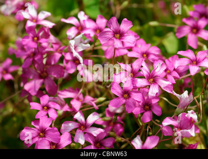 Oxalis Articulata ssp rubra woodsorrel rosso windowbox sorrel piante erbacee perenni rosa fiori viola blumi blossoms Foto Stock