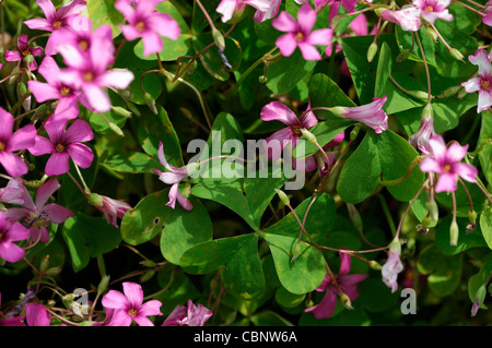 Oxalis Articulata ssp rubra woodsorrel rosso windowbox sorrel piante erbacee perenni rosa fiori viola blumi blossoms Foto Stock