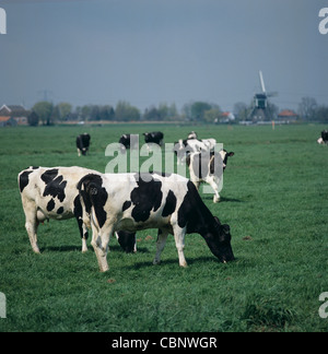 Il frisone Holstein mucche al pascolo su basso pascolo olandese con mulini a vento dietro Foto Stock