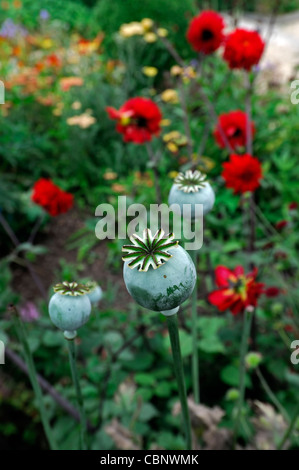 Papaver orientale oriental papavero seedheads teste di seme seme cialde funzione ornamentale ornamento Foto Stock