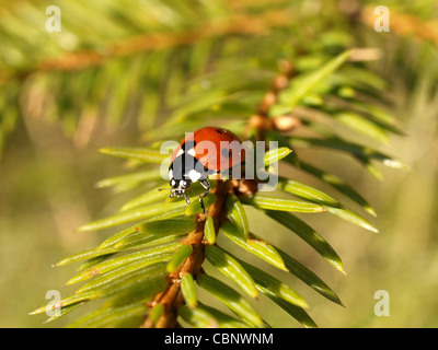Sette-spot ladybird beetle, ladybug / Coccinella septempunctata / Siebenpunkt - Marienkäfer Foto Stock