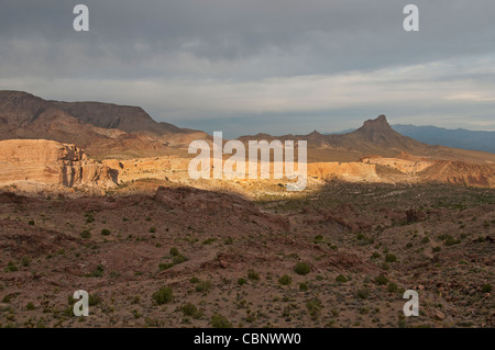 Mohave Bullhead, City Kingman Mountains, Arizona Stati Uniti Foto Stock