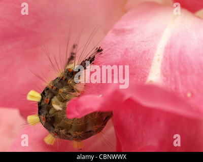 Caterpillar da rusty tussock moth / Orgyia antiqua / Raupe des Schlehen-Bürstenspinners Foto Stock