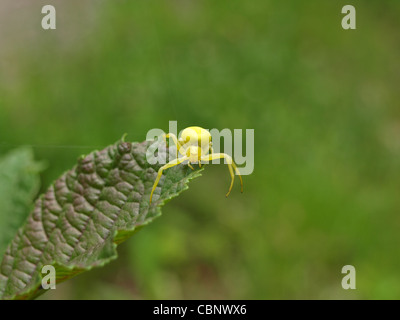 Il ragno granchio / Misumena vatia / Veränderliche Krabbenspinne Foto Stock