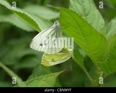 Verde-bianco venato / Sarcococca napi / Rapsweißling Foto Stock