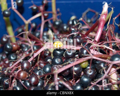 Crema coccinella spot su sambuco frutti / Calvia decemguttata / Licht-Marienkäfer, Zehnfleckiger Marienkäfer auf Holunderbeeren Foto Stock