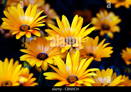 Dimorphotheca aurantiaca molla arancione Flash African daisy metà hardy estivo annuale pianta fiori gialli fiorisce blossoms Foto Stock