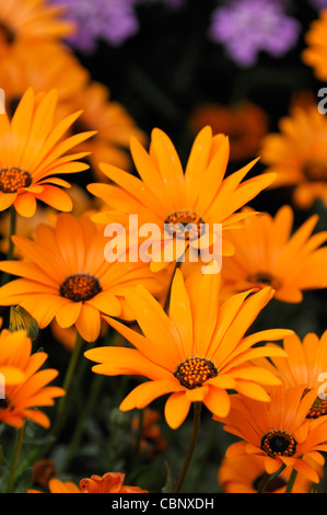 Dimorphotheca aurantiaca molla arancione Flash African daisy metà hardy estivo annuale pianta fiori gialli fiorisce blossoms Foto Stock