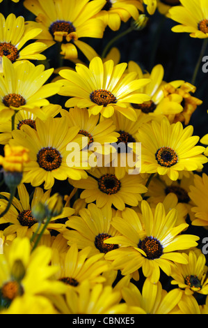 Dimorphotheca aurantiaca Flash a molla giallo margherita africana metà hardy estivo annuale pianta fiori gialli fiorisce blossoms Foto Stock