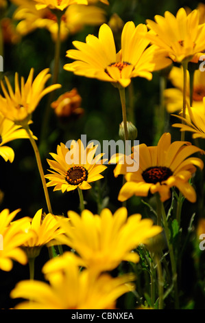 Dimorphotheca aurantiaca Flash a molla giallo margherita africana metà hardy estivo annuale pianta fiori gialli fiorisce blossoms Foto Stock