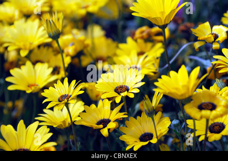 Dimorphotheca aurantiaca Flash a molla giallo margherita africana metà hardy estivo annuale pianta fiori gialli fiorisce blossoms Foto Stock