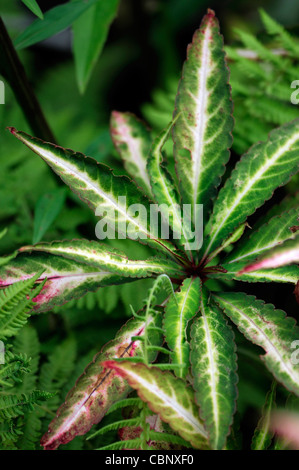 Impatiens omeiana occupato lizzie annuari gara groundcover foglie fogliame variegato Foto Stock