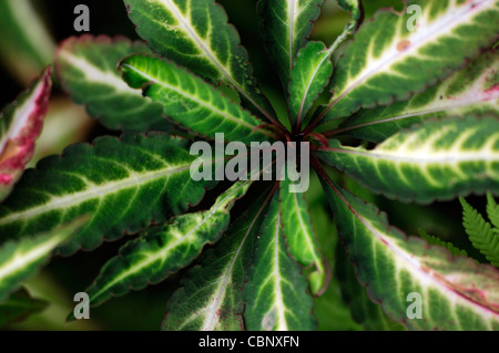 Impatiens omeiana occupato lizzie annuari gara groundcover foglie fogliame variegato Foto Stock