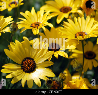 Dimorphotheca aurantiaca Flash a molla giallo margherita africana metà hardy estivo annuale pianta fiori gialli fiorisce blossoms Foto Stock