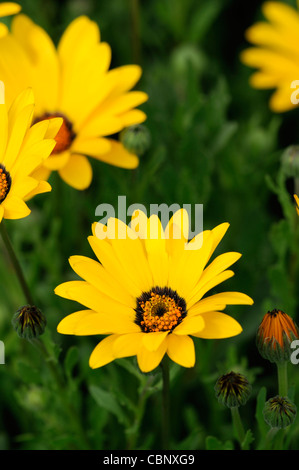 Dimorphotheca aurantiaca Flash a molla giallo margherita africana metà hardy estivo annuale pianta fiori gialli fiorisce blossoms Foto Stock