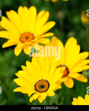 Dimorphotheca aurantiaca Flash a molla giallo margherita africana metà hardy estivo annuale pianta fiori gialli fiorisce blossoms Foto Stock