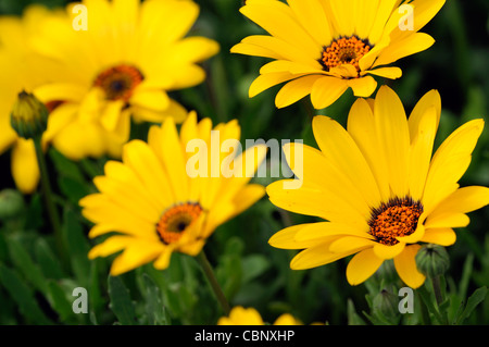 Dimorphotheca aurantiaca Flash a molla giallo margherita africana metà hardy estivo annuale pianta fiori gialli fiorisce blossoms Foto Stock