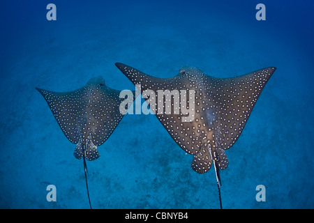 Una coppia di Spotted eagle raggi, Aetobatus narinari, scivolare su un fondo sabbioso off Cocos Island. Tale raggio è ampiamente distribuito. Foto Stock