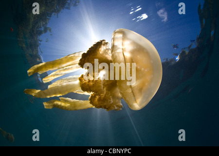 Una medusa, Mastigias papua, nuota appena sotto la superficie in una laguna protetta dove assorbe la luce del sole. Foto Stock