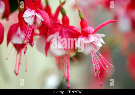 Fuchsia southgate closeup ritratti di piante di pastello pallido petali di rosa fiori arbusti sola messa a fuoco selettiva Foto Stock