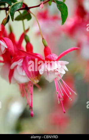 Fuchsia southgate closeup ritratti di piante di pastello pallido petali di rosa fiori arbusti sola messa a fuoco selettiva Foto Stock