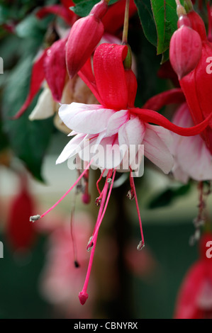 Fuchsia southgate closeup ritratti di piante di pastello pallido petali di rosa fiori arbusti sola messa a fuoco selettiva Foto Stock