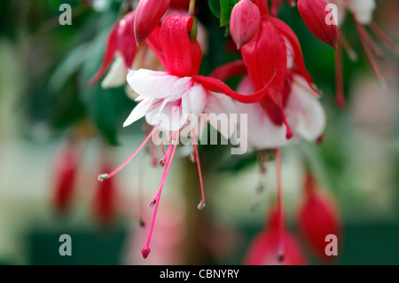 Fuchsia southgate closeup ritratti di piante di pastello pallido petali di rosa fiori arbusti sola messa a fuoco selettiva Foto Stock