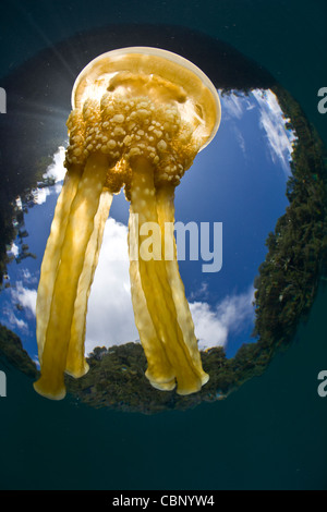 Una medusa, Mastigias papua, nuota vicino alla superficie dell'acqua in una laguna protetta. Foto Stock