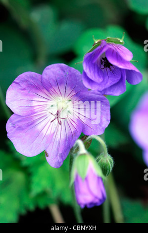 Geranio jolly bee rozanne cranesbill fioriture dei fiori fiori piante perenni blu porpora closeup close up Foto Stock