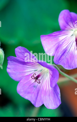 Geranio jolly bee rozanne cranesbill fioriture dei fiori fiori piante perenni blu porpora closeup close up Foto Stock