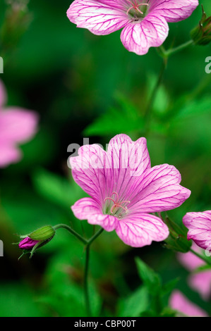 Geranio x oxonianum wargrave rosa fiori piante perenni fioritura fiorisce flower bloom Blossom Pink cranesbill Foto Stock