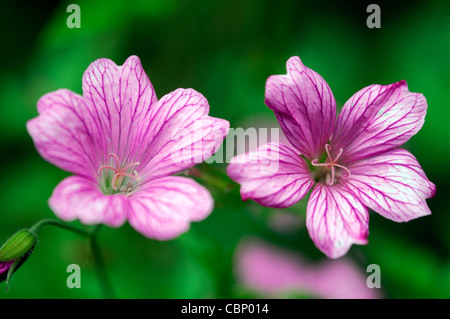 Geranio x oxonianum wargrave rosa fiori piante perenni fioritura fiorisce flower bloom Blossom Pink cranesbill Foto Stock