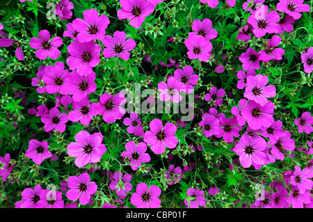 Geranio rosa penny deep pink Cranesbill profusione di fiori tumulo di spreading fiori blumi blossoms bloom blossom Foto Stock