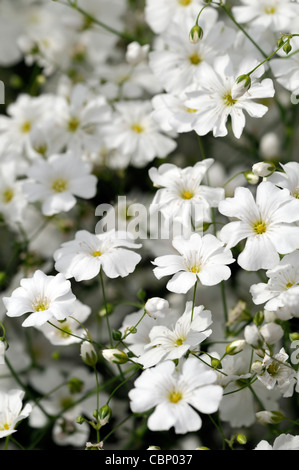 Gypsophila elegans Covent Garden fiore bianco bloom blossom Bambinos soffio metà hardy annuari profusa profusione di fiori Foto Stock