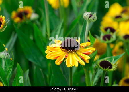 Helenium wyndley sneezeworts heleniums arancio luminoso giallo estate petali di fiori ritratti di piante perenni sneezeweed Foto Stock
