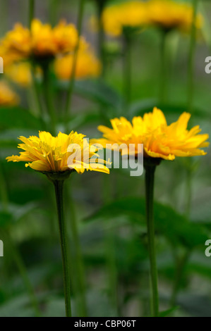 Heliopsis helianthoides var scabra Goldspitze False Girasole ardito perenne pianta erbacea giallo arancione fioriture dei fiori Foto Stock