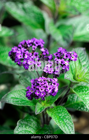 Heliotropium arborescens marine fiori heliotrope fioritura fiorisce closeup petali ritratti di piante profumate profumo fragrante offerta Foto Stock