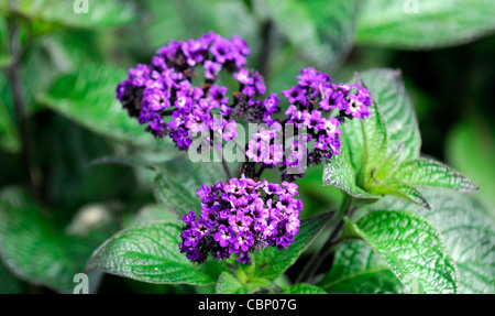 Heliotropium arborescens marine fiori heliotrope fioritura fiorisce closeup petali ritratti di piante profumate profumo fragrante offerta Foto Stock