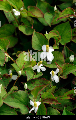 Houttuynie cordata in fiore Houttuynia cordata chameleon groundcover piante perenni fiori bianchi closeup fioritura fioritura Foto Stock