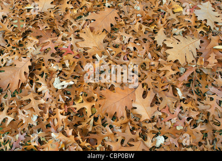 Caduto il pin e quercia rossa foglie di autunno Quercus palustris rubra Foto Stock