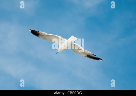 Sea Gull volare alto con ali stese contro blu cielo molto nuvoloso in background Foto Stock