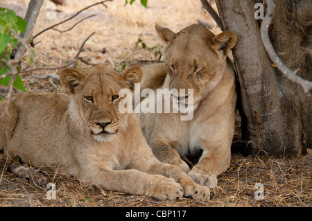 Africa Botswana Linyanti Reserve-Two Lions che stabilisce insieme Foto Stock