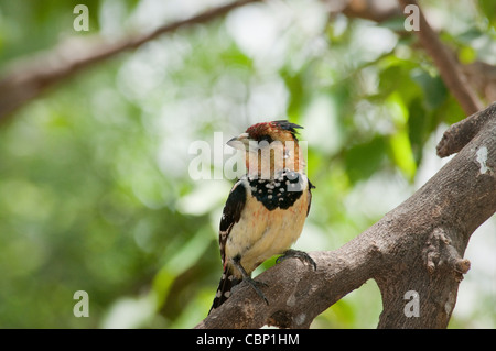 Africa Botswana-Crested Barbet arroccato su arto Foto Stock